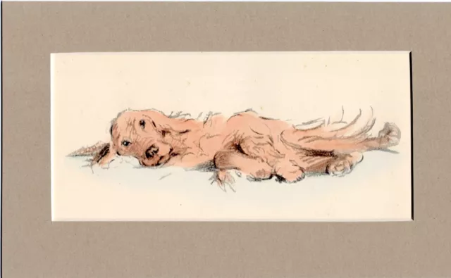 Lucy Dawson ~ Irish Setter ~ Red Setter Hand Coloured Print Genuine Vintage 1939