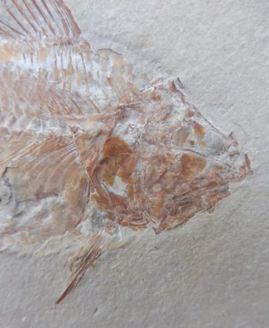 Nematonotus Sp. Fossil Fisch (13.8 CM & 11.1 CM) - Libanon - Cretaceous Zeit 3