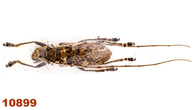 Cerambycidae: Acalolepta sp.  A2, 39 mm, 1 pc